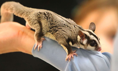 Stop à la vente des animaux sauvages dans toutes les villes et pays.