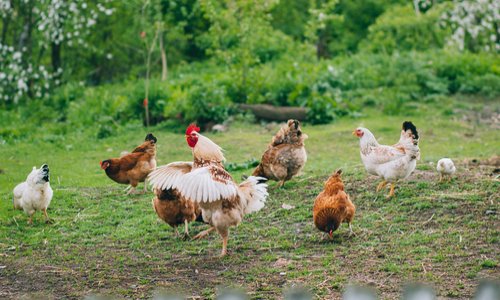 Sauvons notre basse cour