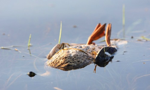 Non au hold-up des chasseurs sur les Agences de l’Eau !