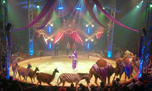 Non au Cirque Bormann à Paris ou ailleurs - Non à l'exploitation des animaux sauvages - Rien de divertissant !