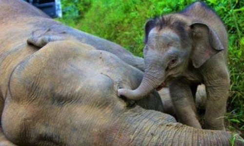 Monsieur Trump, vous cautionnez le massacre des éléphants !