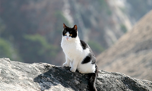 Pour une campagne de stérilisation à Lamoura