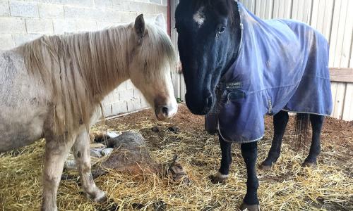 Pas de 2e chance pour les auteurs de maltraitance animale !