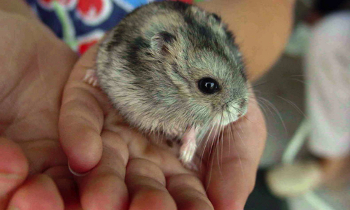 Ne plus utiliser les infrastructures départementales  pour des expositions N A C S