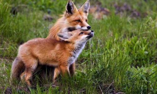 Stop au massacre des renards