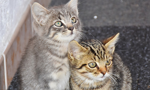 Campagne de stérilisation des chats des rues à Voiron (38)