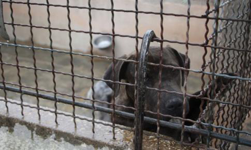 SPA en détresse dans le Vaucluse