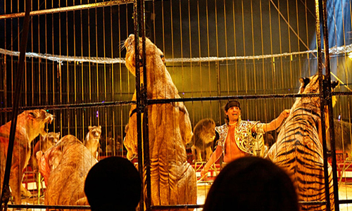 Pour l'interdiction des cirques exploitant des animaux