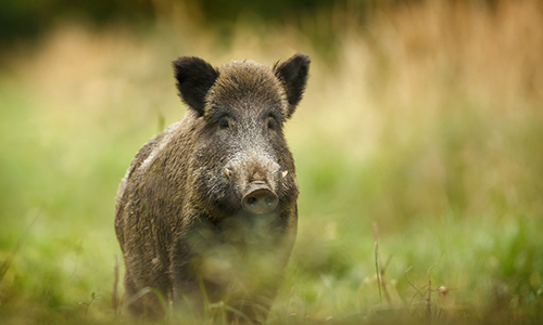 Meurtre d'un sanglier dans les montagnes des Asturies - matanza de un jabali en las Asturias