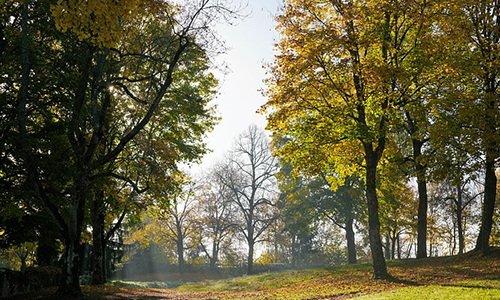 Pour sauver les chênes multicentenaires de Prévessin-Moëns (01)