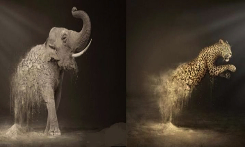 Contre la venue de cirques avec animaux sur la commune de Montoir-De-Bretagne