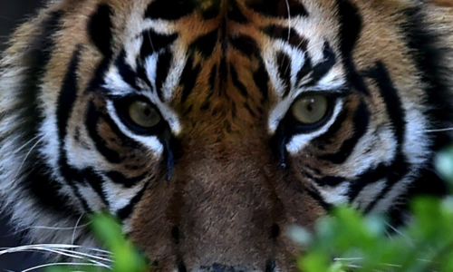 Et si ce tigre n'était pas mort pour rien ?