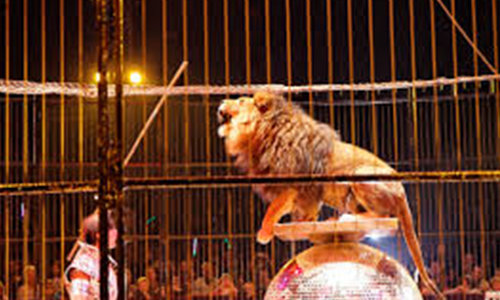 En finir avec les cirques avec animaux à ST Malo