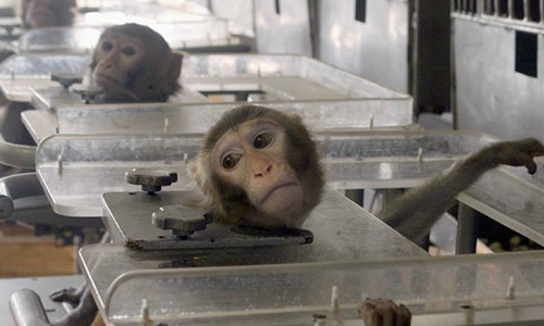 Pour une meilleure protection des animaux de laboratoire