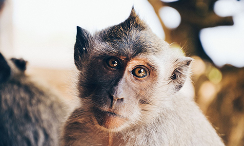 Demandons aux télévisions d'interdire toute représentation d'animaux sauvages dans leurs émissions réalisées en public !