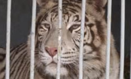 Pour des cirques sans animaux à Valenciennes