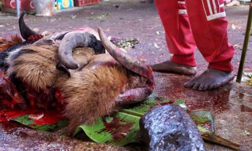 Pour l'arrêt des atroces sacrifices animaux lors de la dite Fête de Tamoul sur votre île !