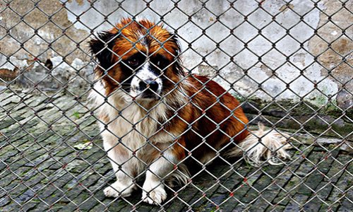 Se mobiliser pour porter plainte contre toutes tortures d'animaux reconnus comme êtres sensibles