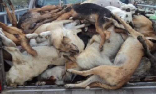 SCANDALE : Un permis de tuer les chiens dans l’île de la Réunion