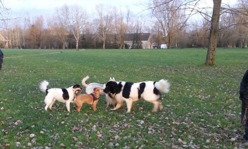 Liberté pour nos chiens