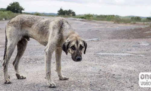 Contre le projet d'extermination systématique des chiens errants à La Réunion