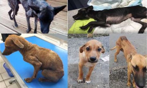 Stop &agrave; l'horreur de la condition animale &agrave; l'&icirc;le de la R&eacute;union