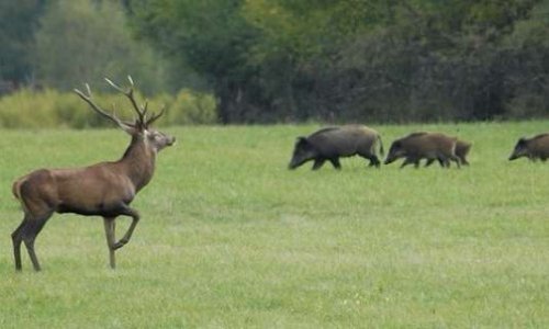 Instaurer le dimanche comme jour sans chasse