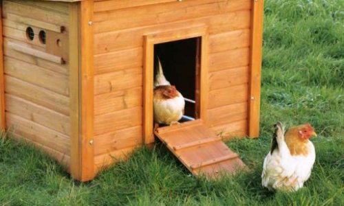 Pétition pour l’autorisation de poules pondeuses à Terrasse Vaudreuil.