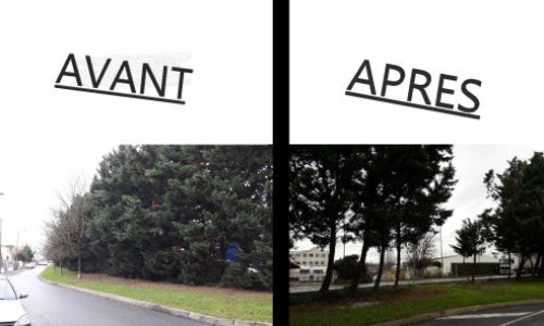 STOP à l'abattage de nos Thuyas, Notre seul et unique rempart visuel et Auditif doit être préservé.