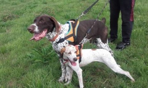 Non à la fermeture du refuge SPA DE VALDELANCOURT 52 !