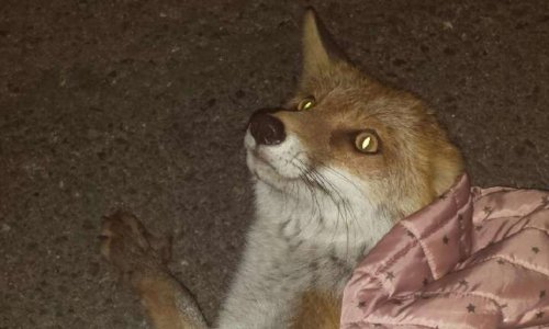 Que le renard soit retiré de la liste des animaux nuisibles