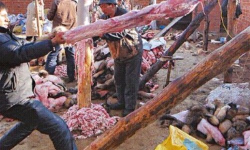 Pour l'arrêt total de la commercialisation de la fourrure et de produits dérivés de la fourrure en France