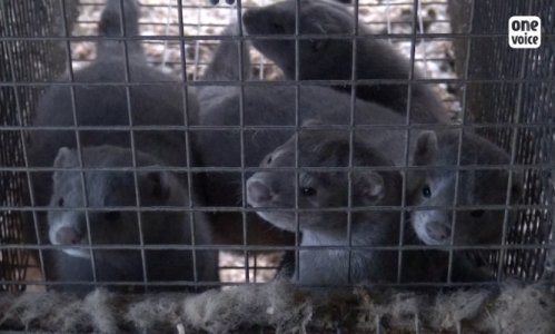 Interdisons les élevages des animaux pour l'industrie de la fourrure
