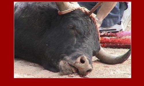 MAGESCQ - NON À LA CORRIDA, NON À LA BARBARIE !