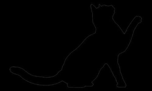 Anima'Coeur est la deuxi&egrave;me chance des chats sans foyer !