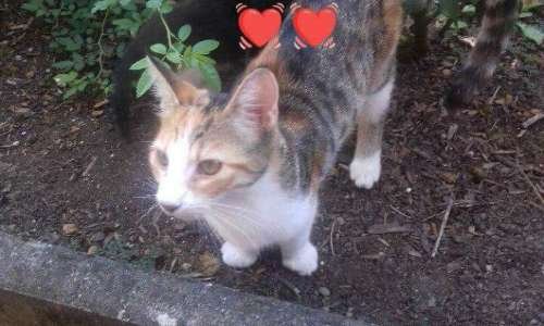 Pour récupérer Kitty, jeune chatte, prise de force à sa propriétaire par la SPA de Strasbourg sous prétexte qu'elle ait fugué deux fois du domicile.