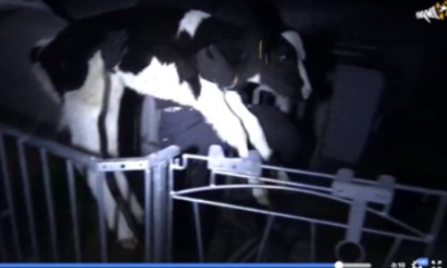 Rémi Gaillard et ton association Anymal : veuillez nous rendre notre veau !