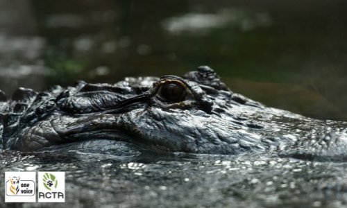 Contre la nouvelle 'macabroquinerie' d'Hermes: le luxe doit devenir éthique!