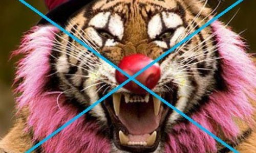 Contre la venue de cirques avec animaux sur la commune de Tarbes.