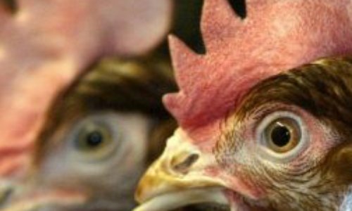 Non aux 107 000 poules pondeuses à Pitgam