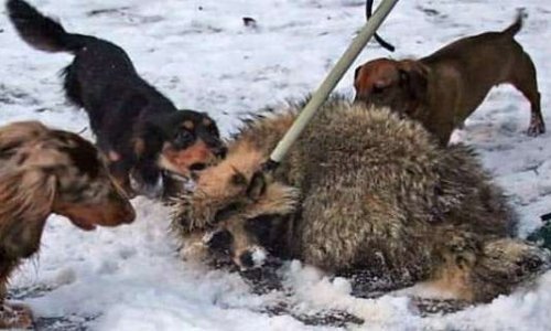 Contre la mise à mort des animaux sauvages utilisés pour entraîner les chiens de chasses russes