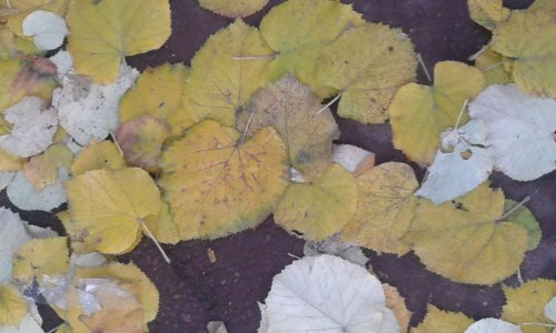 Pour que l'émission La grande librairie invite des poètes !