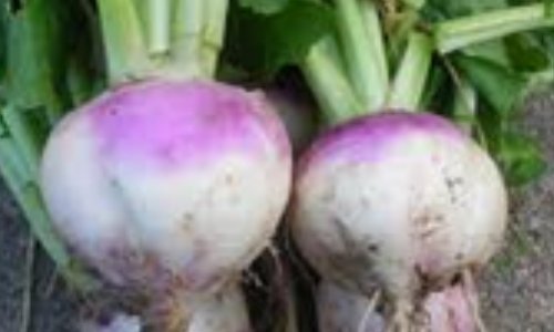 La culture du navet étant déjà florissante, nous nous opposons à la restitution du scénario de M.Lelouch