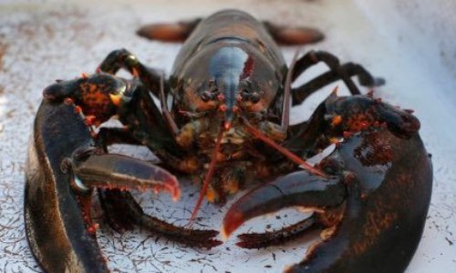 Arrêtons l’ébouillantage des crustacés vivants