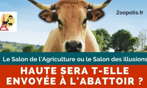 Pour que Haute, vache égérie du Salon de l'Agriculture, ne finisse jamais à l'abattoir