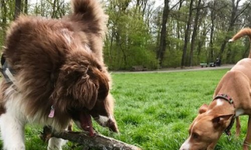 lib&eacute;rons nos chiens en s&eacute;curit&eacute;
