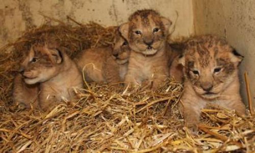 Non à l'euthanasie des bébés animaux nés dans les zoos