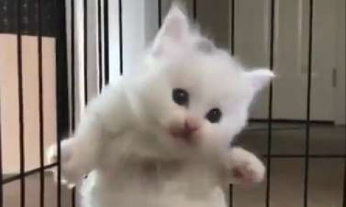 Sauvons les chats torturés en cage !