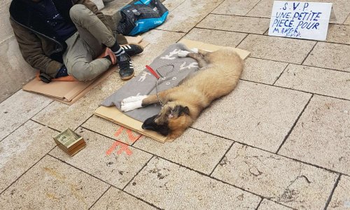 ALERTE : TRAFIC DE CHIOTS
