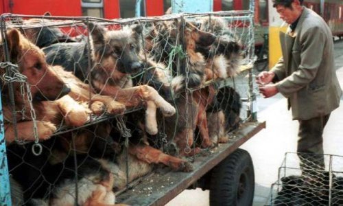 Stoppons définitivement le festival Yulin